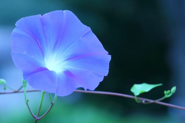 朝顔 昼顔 夕顔 夜顔の違いと見分け方 この4種はこうやって見分ける