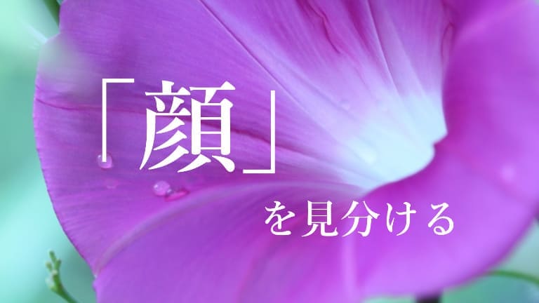 朝顔、昼顔、夕顔、夜顔の違いと見分け方！この4種はこうやって見分ける！